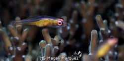 Yoga fish 
Pinkeye Goby(Bryaninops natans)

 by Magali Marquez 